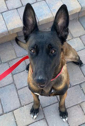 HonorHealth Foundation 2025 K-9 Security Program Impact Report - K9