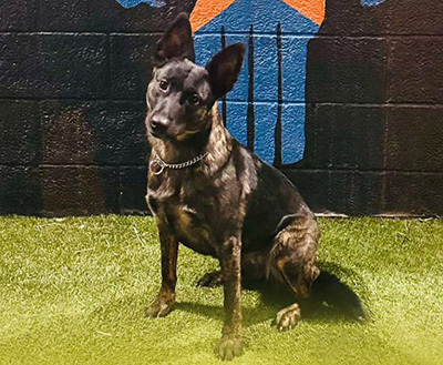 HonorHealth Foundation 2025 K-9 Security Program Impact Report - K9