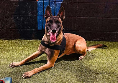 HonorHealth Foundation 2025 K-9 Security Program Impact Report - K9