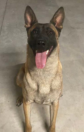 HonorHealth Foundation 2025 K-9 Security Program Impact Report - K9